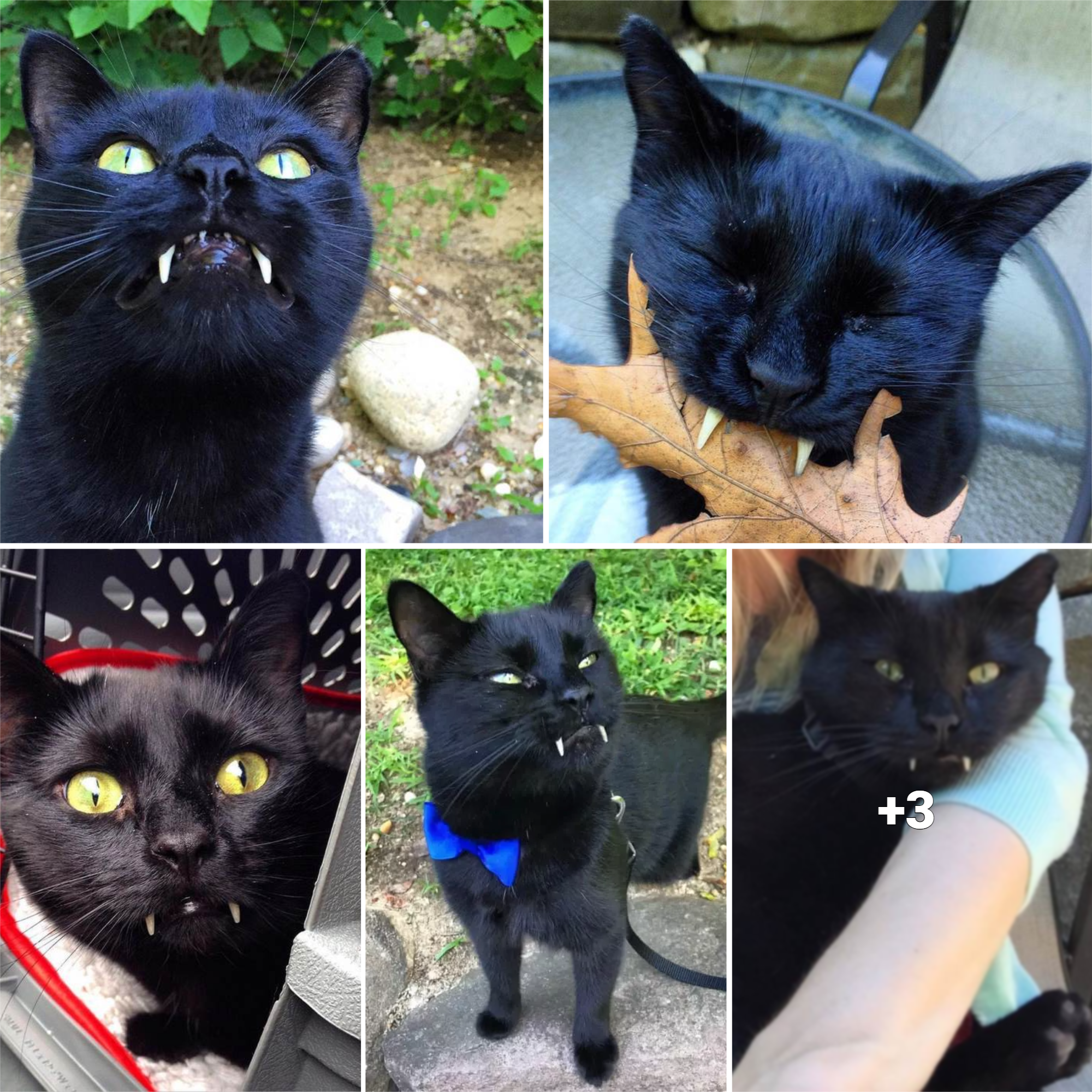 Monk: From a Stray and Sick Cat to a Joyful Vampire Feline